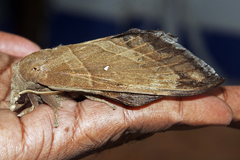 Lebeda nobilis