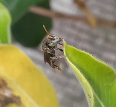 Nannotrigona perilampoides
