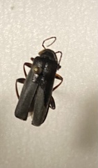 Cantharis fusca