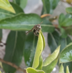 Nannotrigona perilampoides