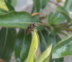 Nannotrigona perilampoides