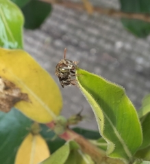 Nannotrigona perilampoides