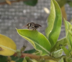 Nannotrigona perilampoides