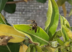 Nannotrigona perilampoides