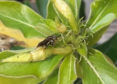 Nannotrigona perilampoides