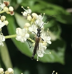 Strangalia acuminata