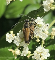 Trigonarthris subpubescens