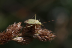 Thiomiris sulphureus