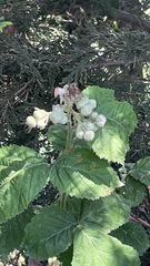 Magnoliopsida