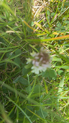 Magnoliopsida