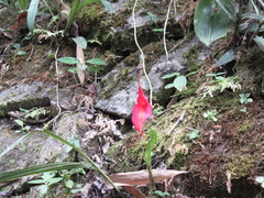 Masdevallia veitchiana