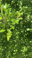 Magnoliopsida