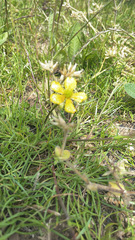 Magnoliopsida