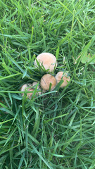 Basidiomycota