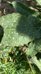 Magnoliopsida