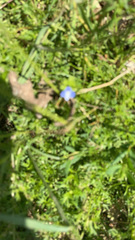 Magnoliopsida