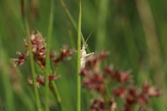 Miridius