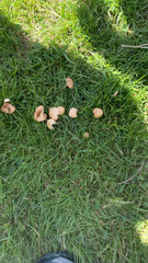 Basidiomycota