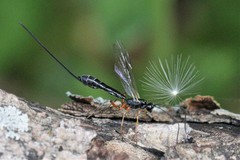 Rhyssella nitida
