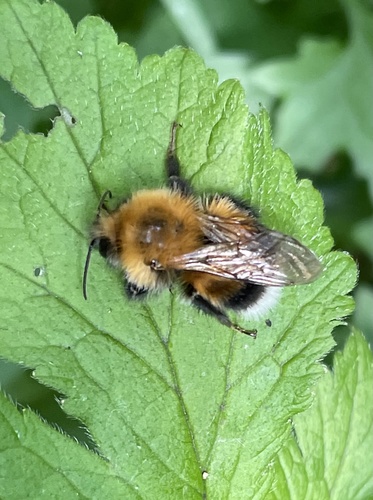 Tree Bumble Bee, Heumensoord, Nimwegen, Gelderland, NL, photo 8 of 10