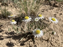 Erigeron engelmannii