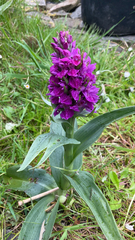 Dactylorhiza purpurella