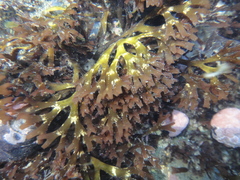 Trematocarpus dichotomus