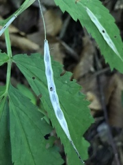 Cardamine heptaphylla
