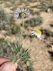 Erigeron engelmannii