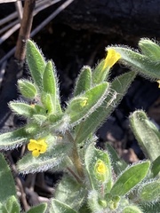 Mimetanthe pilosa