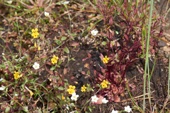 Erythranthe alsinoides