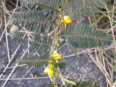 Chamaecrista leschenaultiana