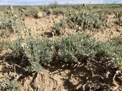 Artemisia pedatifida