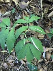 Cardamine heptaphylla