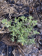 Mimetanthe pilosa