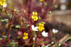 Erythranthe alsinoides