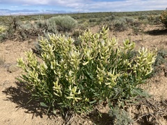 Astragalus grayi