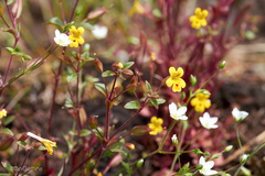 Erythranthe alsinoides