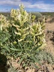 Astragalus grayi