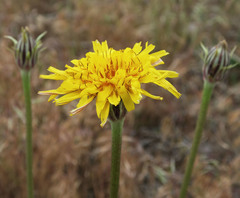 Agoseris glauca glauca