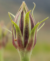 Agoseris glauca glauca