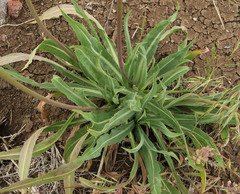 Agoseris glauca glauca