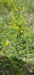 Melilotus officinalis