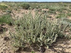 Atriplex gardneri