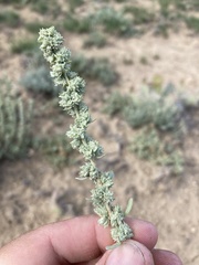 Atriplex gardneri