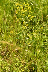 Euphorbia esula tommasiniana