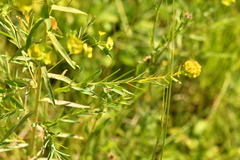 Euphorbia esula tommasiniana