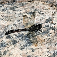 Hylogomphus adelphus