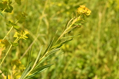 Euphorbia esula tommasiniana