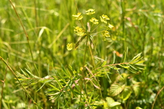 Euphorbia esula tommasiniana